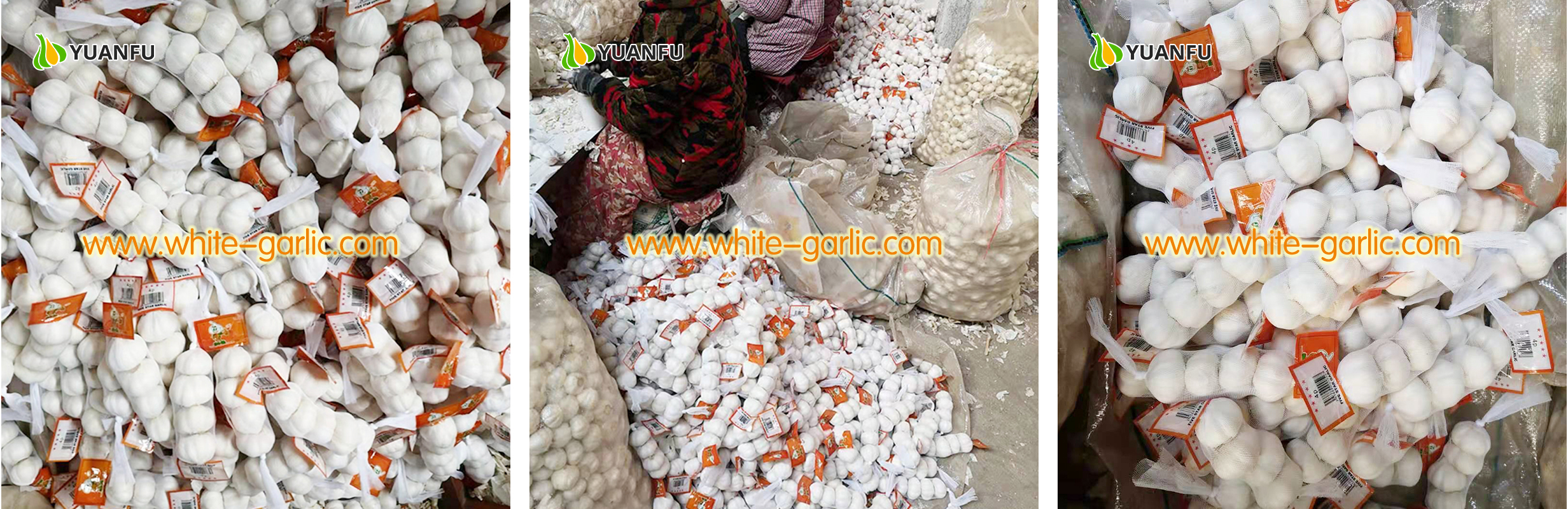 garlic suppliers